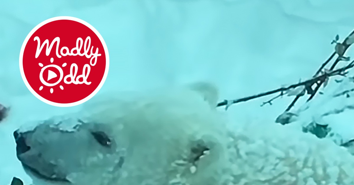 Adorable Polar Bear at the Oregon Zoo Rolls Around in the Snow