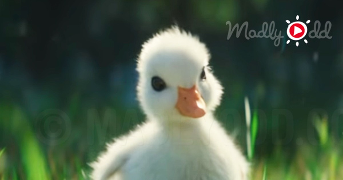Quacking With Excitement, Little Duckling Makes a Discovery That Changes His Life Forever