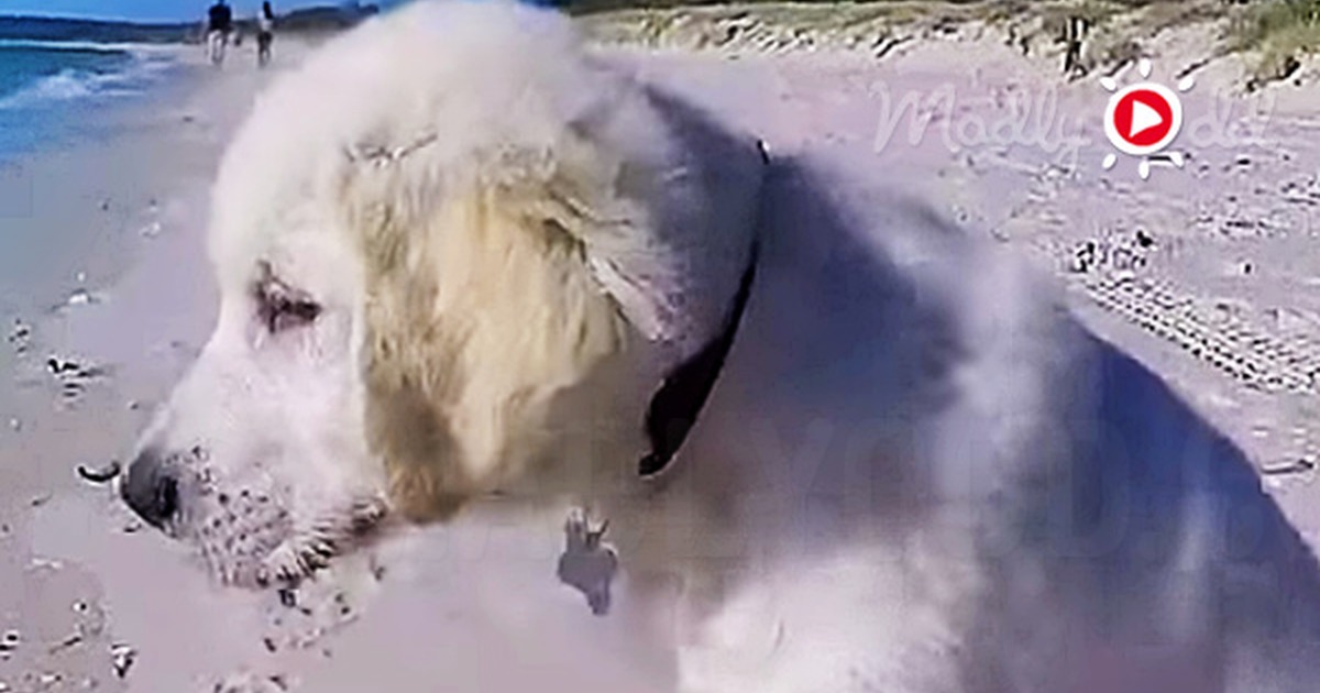 Pouting Puppy Barks at Ocean Then Runs to Mommy When Wave Gets His Sand Castle