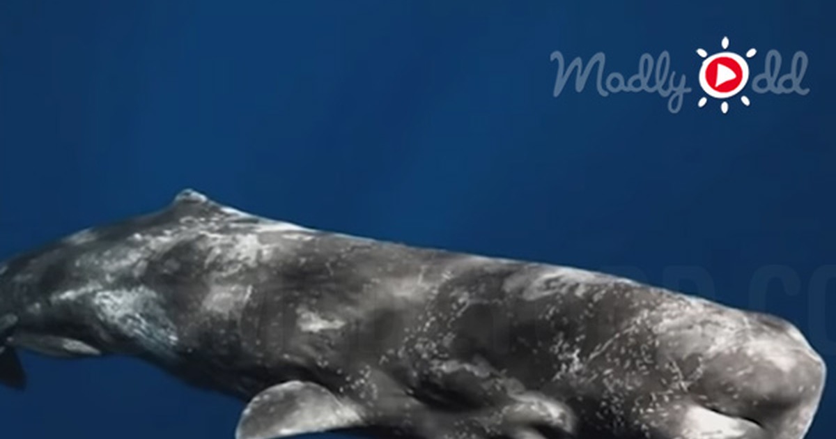A sperm whale with text about footage capturing whales using clicking sounds to communicate.
