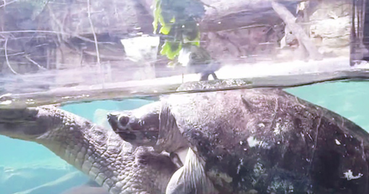 Watch as a Brave but Mischievous Turtle Hitches a Ride by Piggybacking on a Gharial