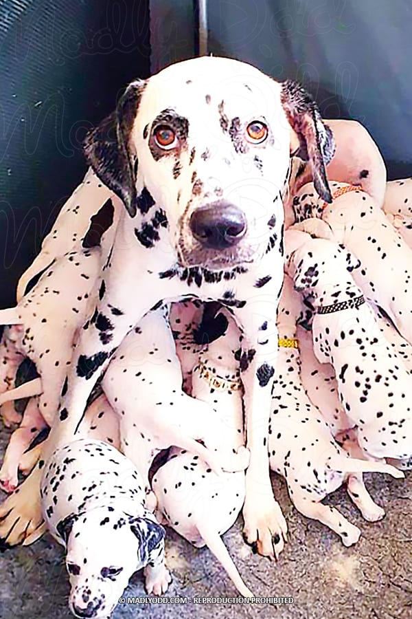 A Dalmatian dog sits surrounded by its puppies, all with black spots on white fur.