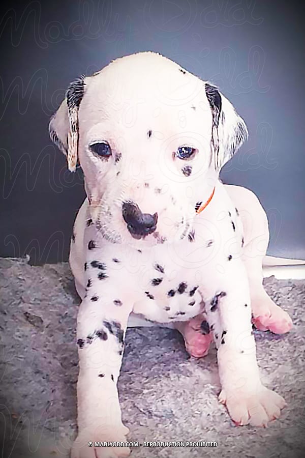 A Dalmatian puppy with black spots sits on a textured surface, looking directly at the camera.