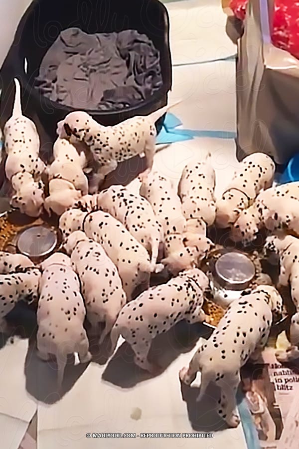 A group of Dalmatian puppies are gathered around a food bowl, eagerly eating.