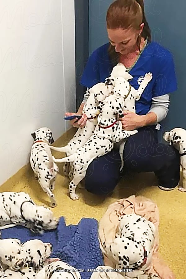 A woman in blue scrubs holds a Dalmatian puppy while surrounded by several others on the floor.