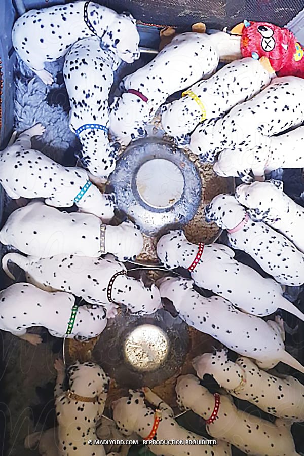 A group of Dalmatian puppies, wearing collars, are gathered around a feeding station in a crate.