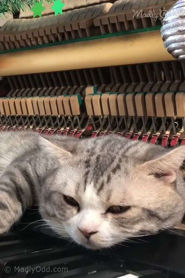A relaxed tabby cat with closed eyes rests on a piano, surrounded by strings and keys.