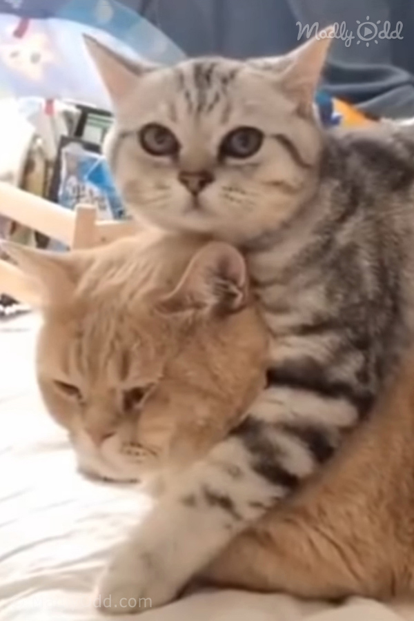 Two cats, one striped and one orange, are cuddling together on a bed.