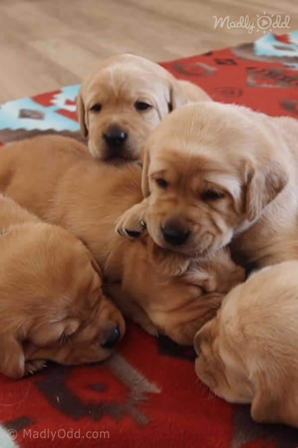 Four adorable golden retriever puppies cuddling together on a red blanket.