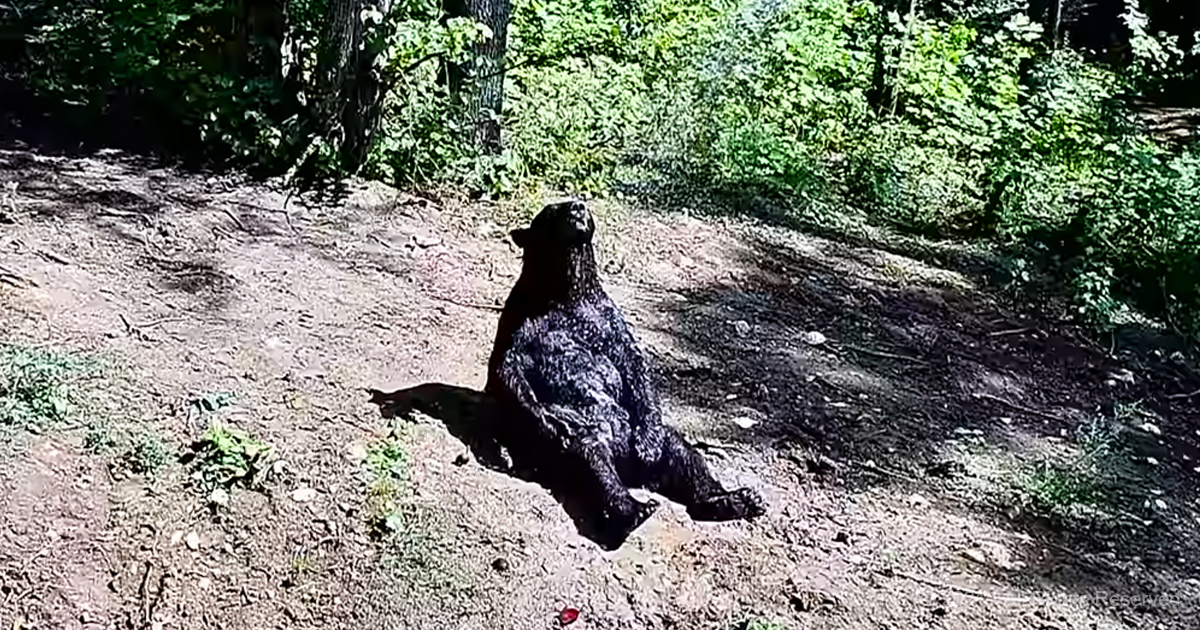 A Former Circus Bear Finds Happiness in the Coolness of a Sunshine Shower