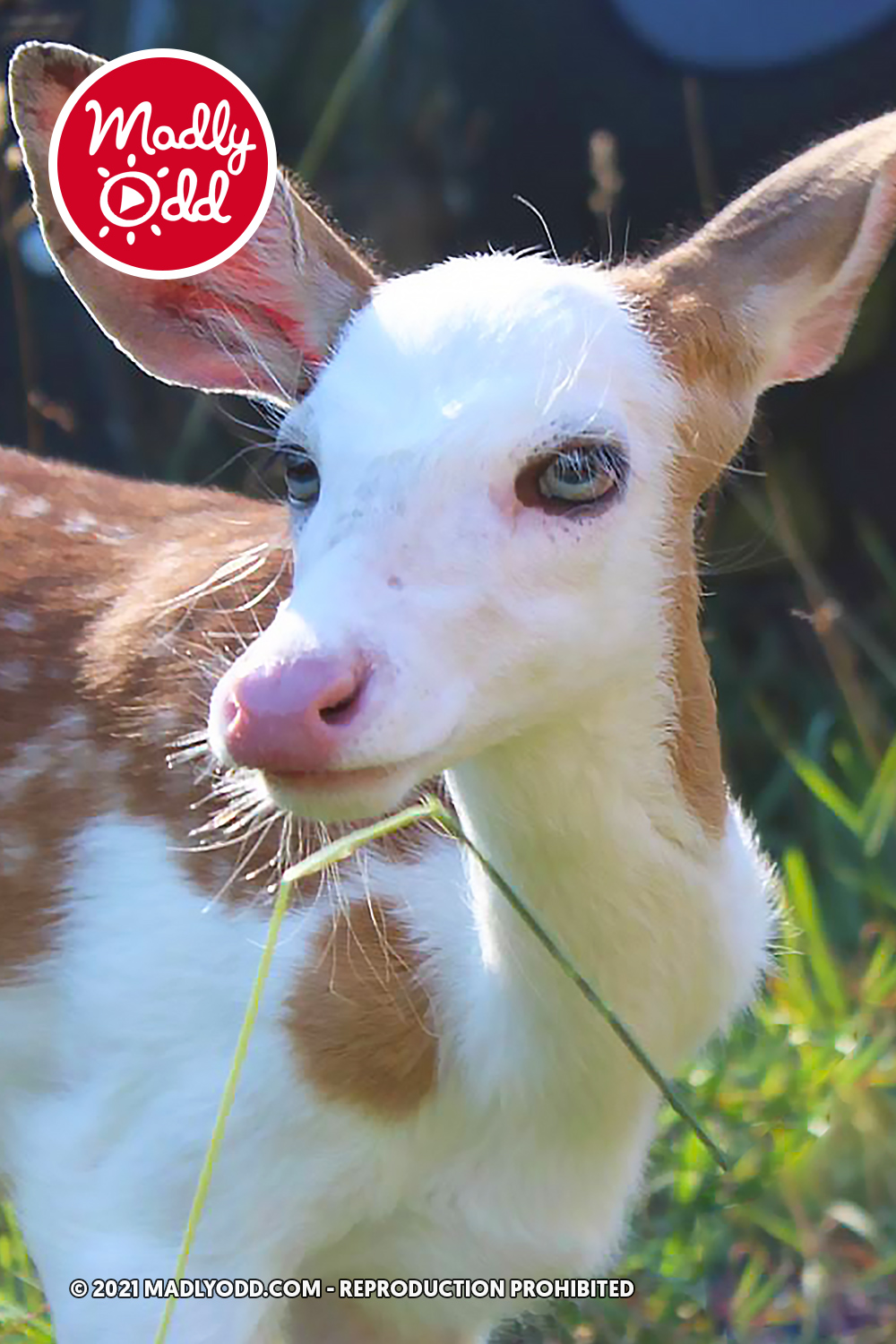 A close-up of a young deer with a white face and brown spots, holding grass in its mouth.