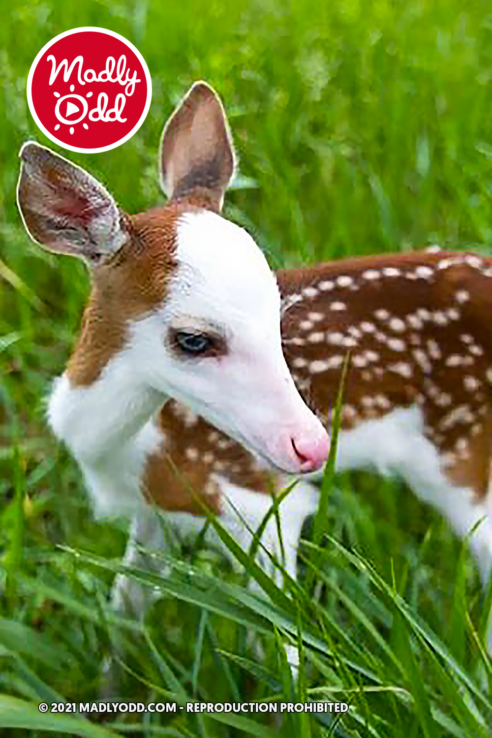 A fawn with white and brown spots stands in green grass, looking calm.
