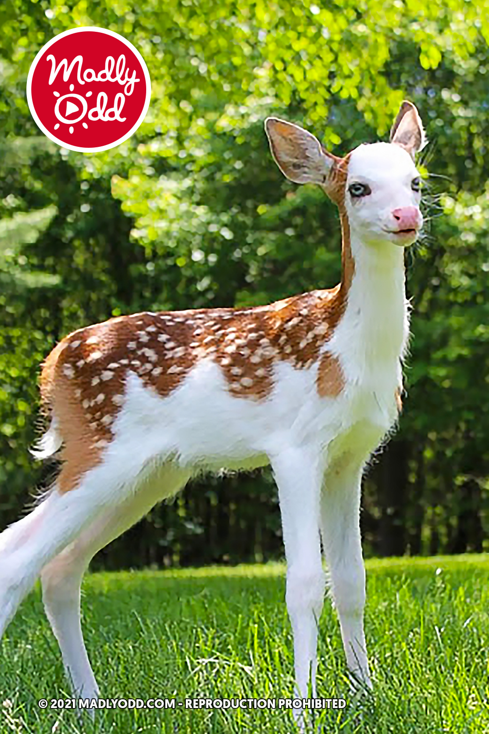 A young deer with white and brown spots stands on grass, surrounded by green trees.