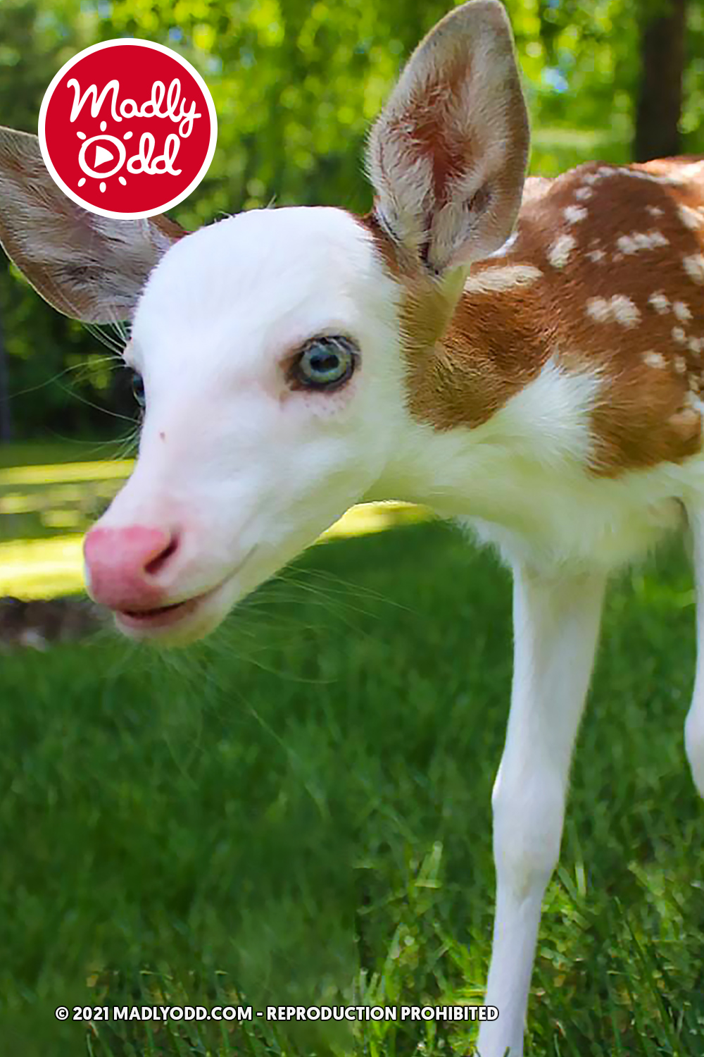 A baby deer with white and brown fur stands on grass, licking its nose.