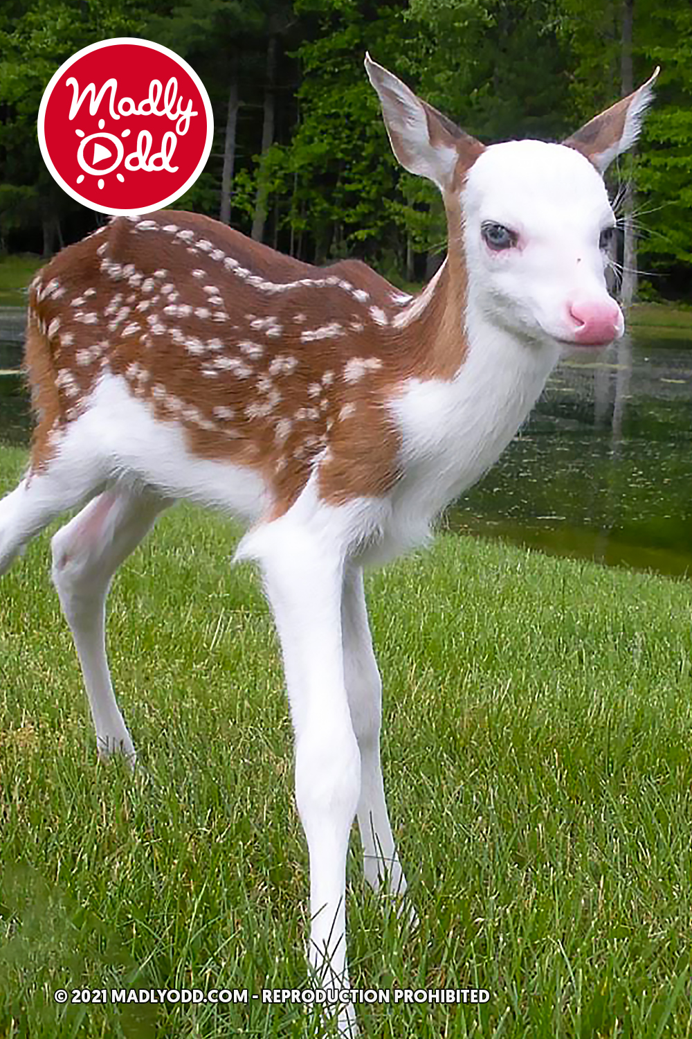 A young deer with white and brown spots stands on grass near a pond, surrounded by trees.