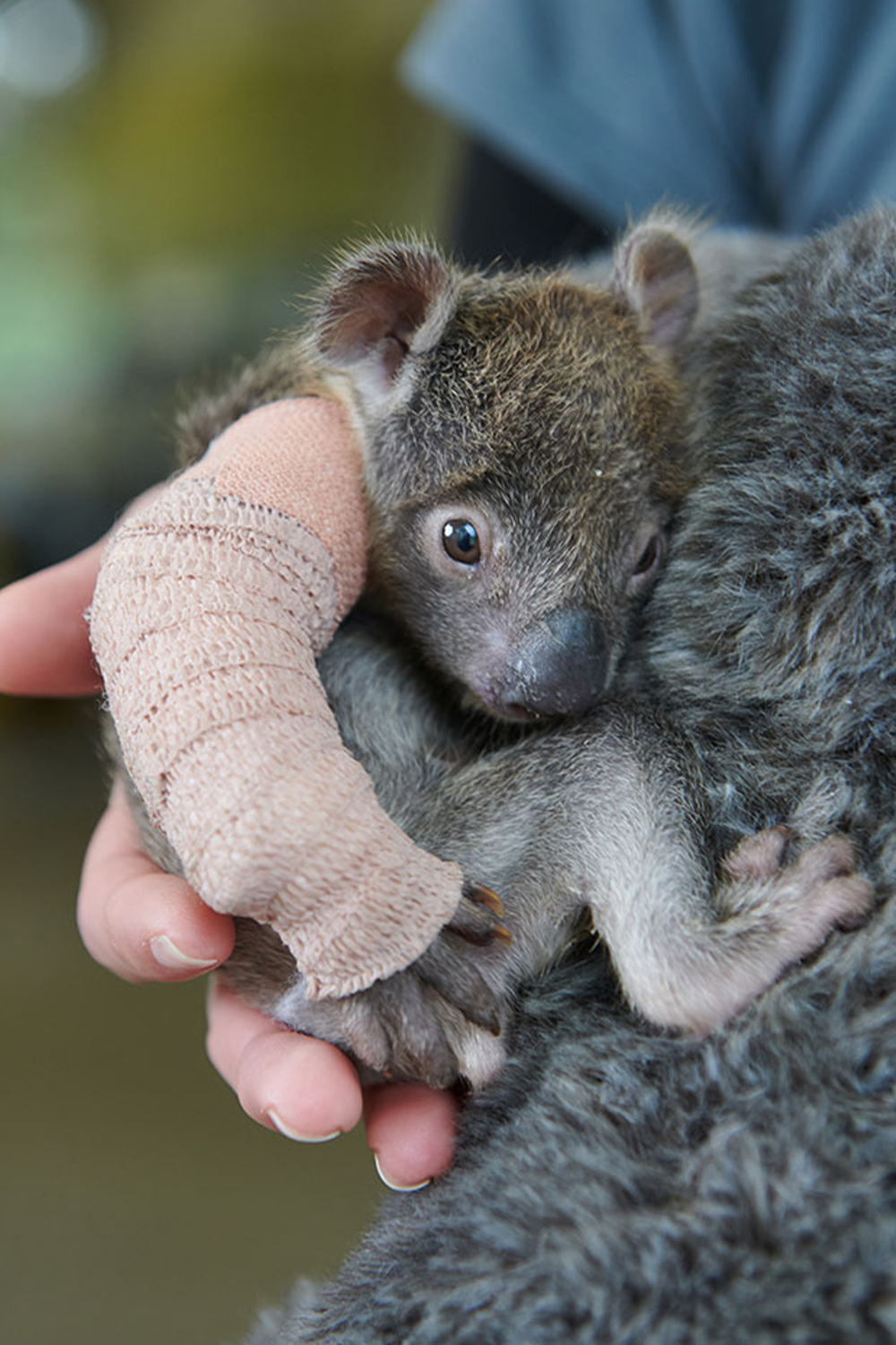 Orphaned 5-month-old baby Koala