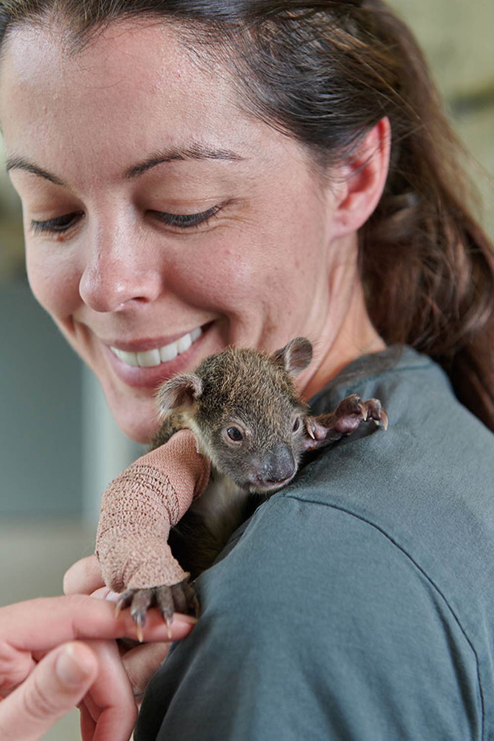 Orphaned 5-month-old baby Koala