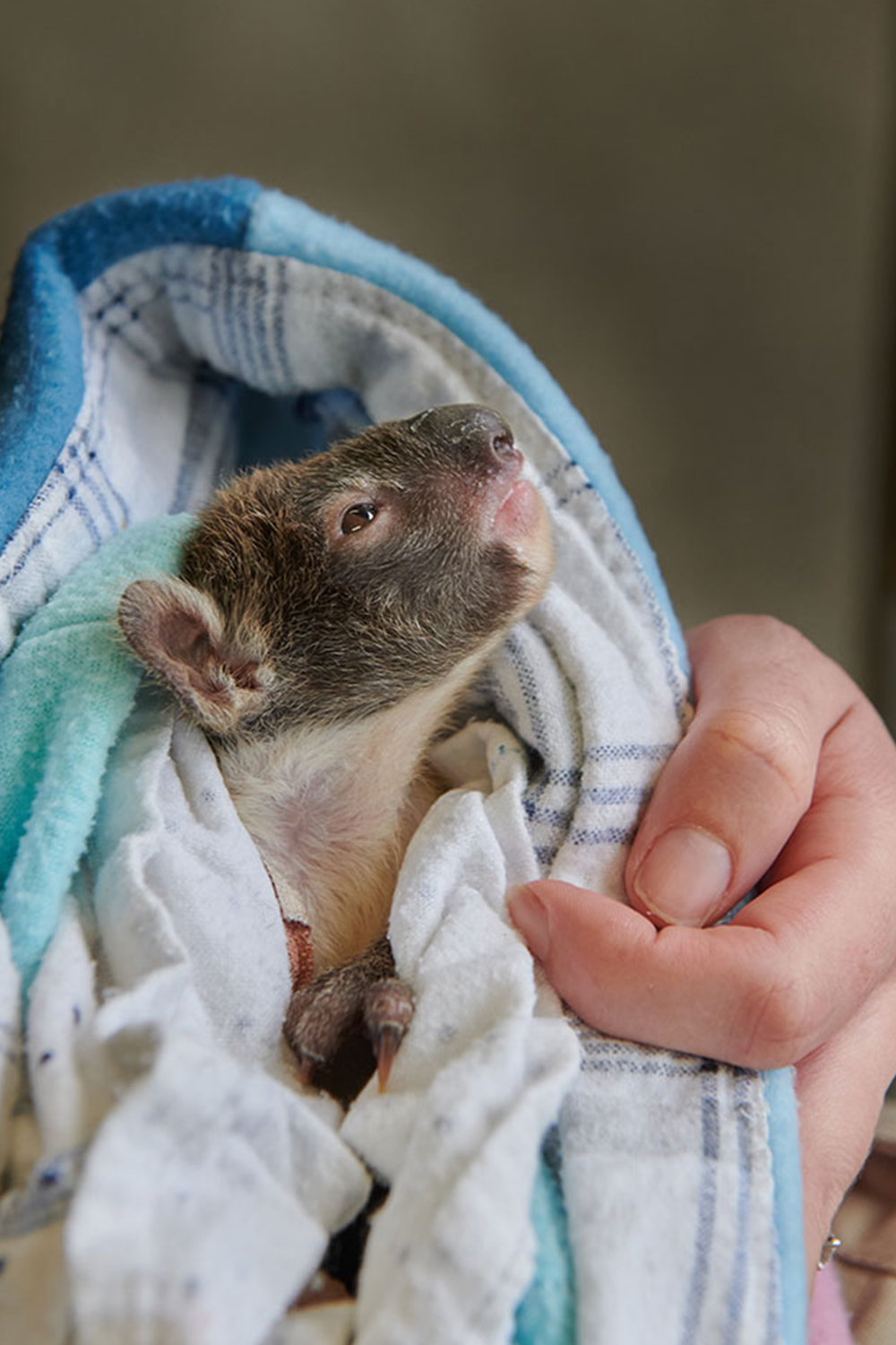 Orphaned 5-month-old baby Koala