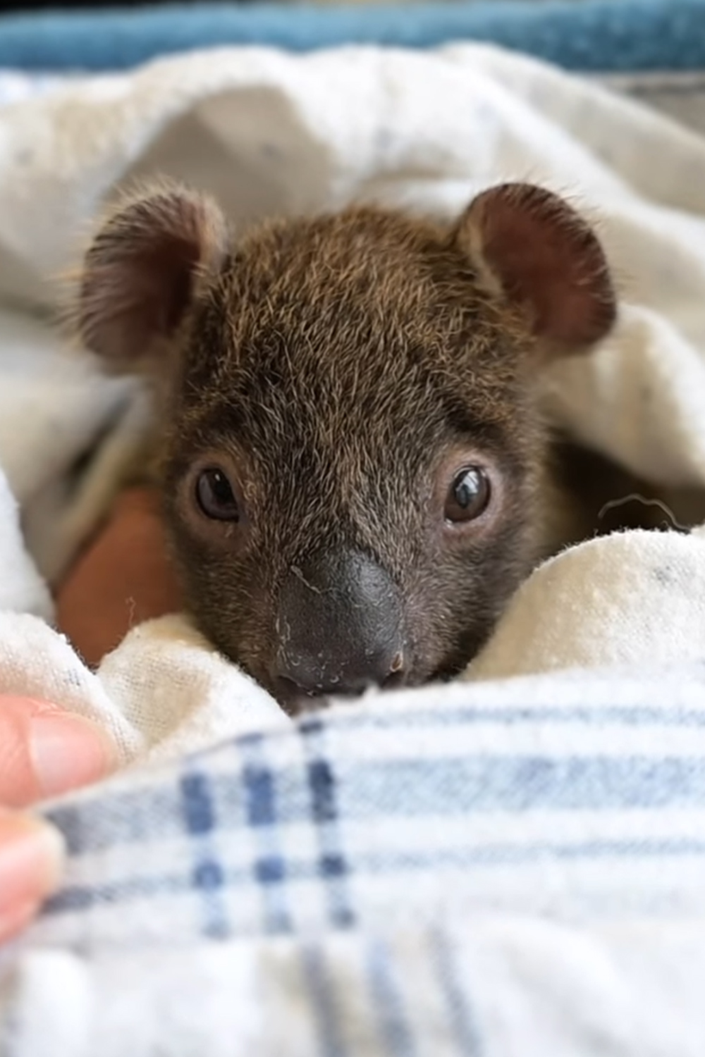 Orphaned 5-month-old baby Koala