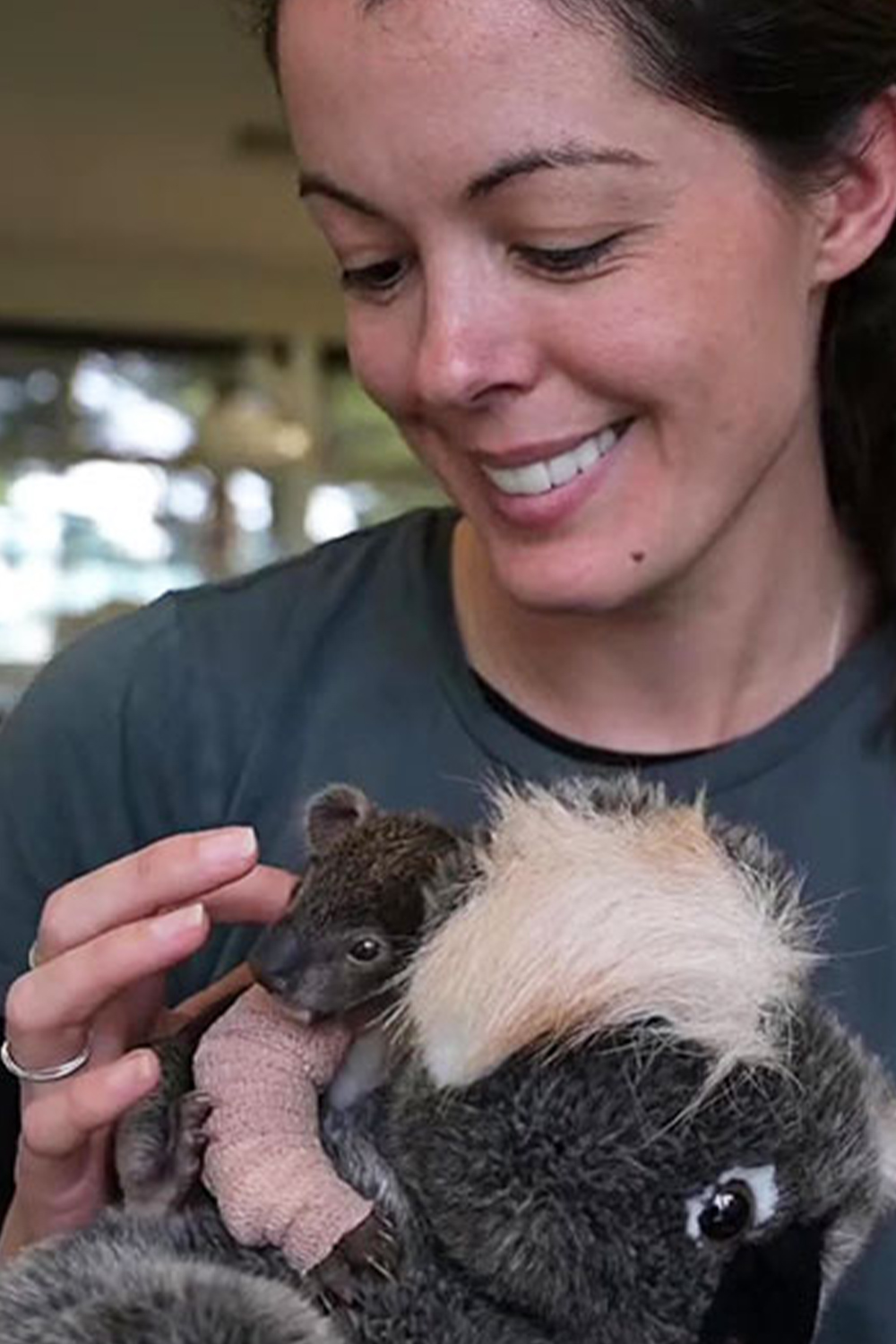 Orphaned 5-month-old baby Koala