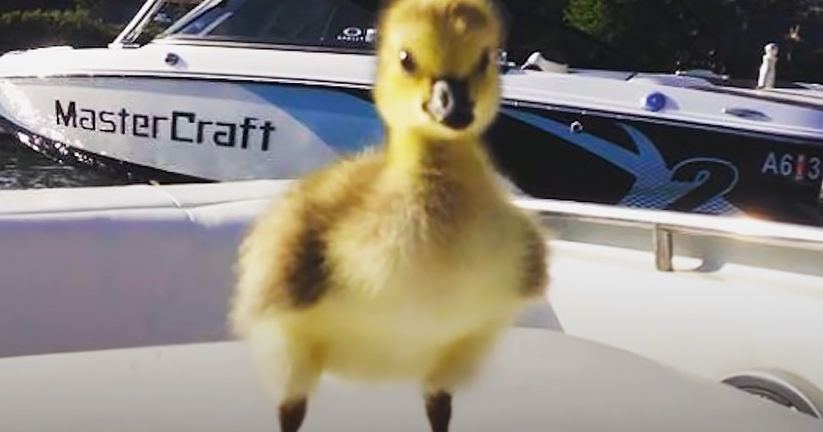 A fluffy yellow duckling stands on a boat, with a MasterCraft boat in the background.