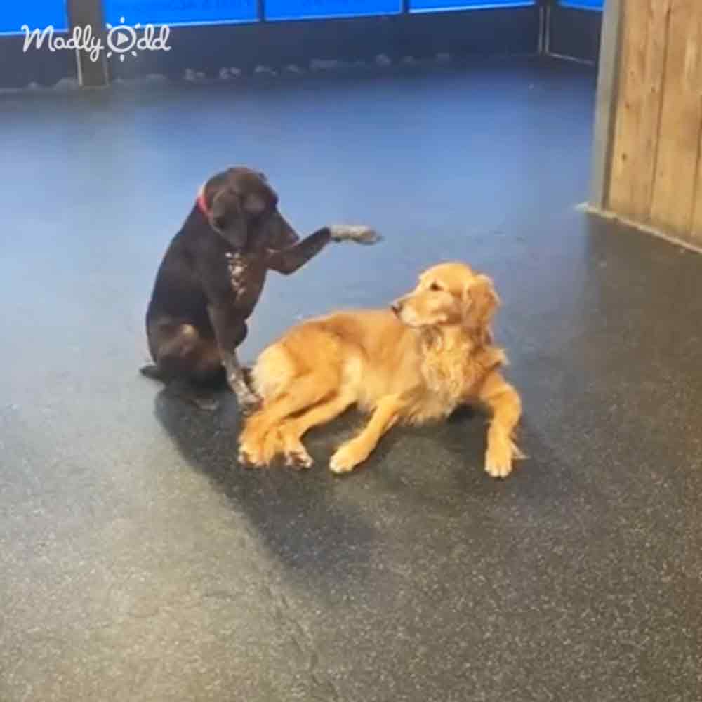 A black dog sits with its paw raised, while a golden retriever lies nearby on a smooth floor.