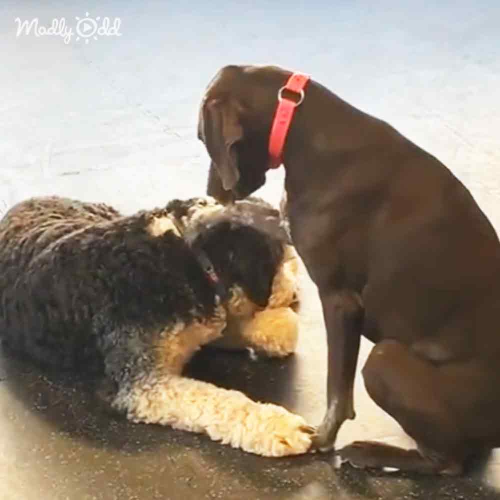 A Great Dane and a German Shepherd are interacting on a sandy beach, with the Great Dane sniffing the German Shepherd's head.