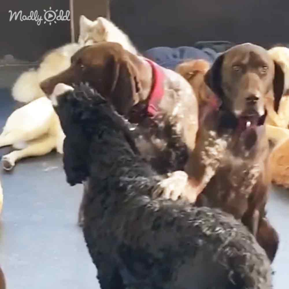 A black dog is playfully interacting with a brown dog, surrounded by other dogs in a relaxed setting.
