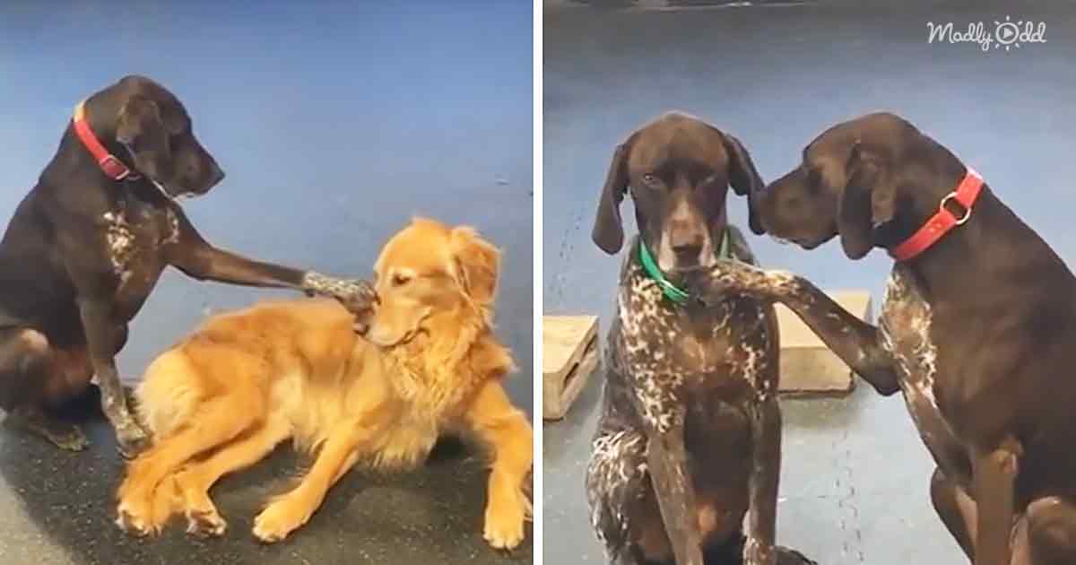 Two dogs interact with a golden retriever, one dog gently touches the other's head while the golden retriever lies down.