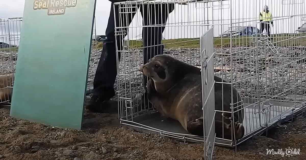 A seal is inside a metal cage, with a person and a sign for Seal Rescue Ireland nearby.