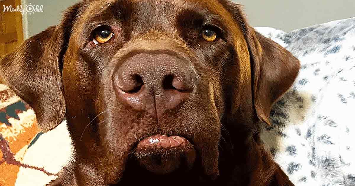 A chocolate Labrador Retriever with expressive eyes and a slightly wet nose rests on a patterned blanket.