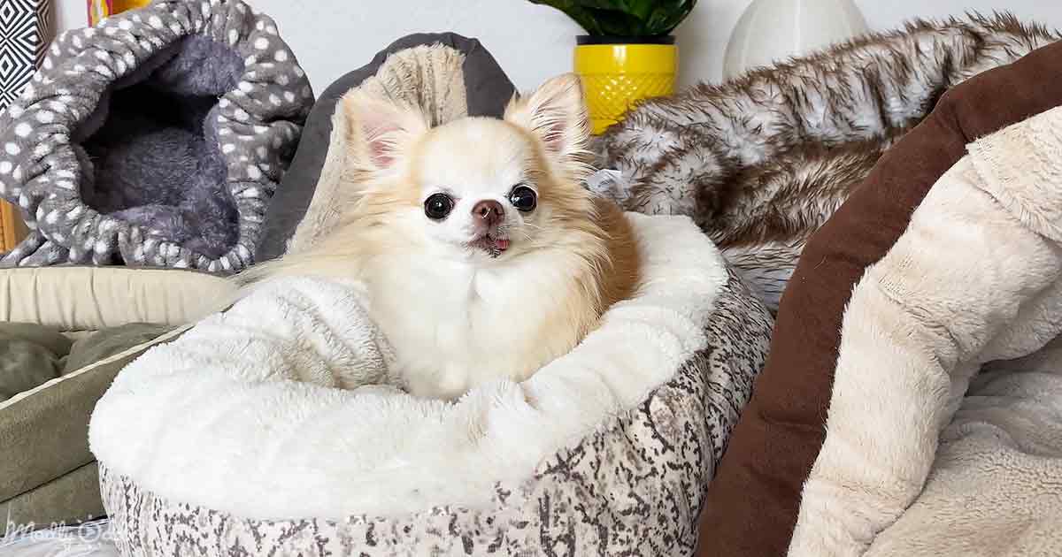 Cedric the Chihuahua